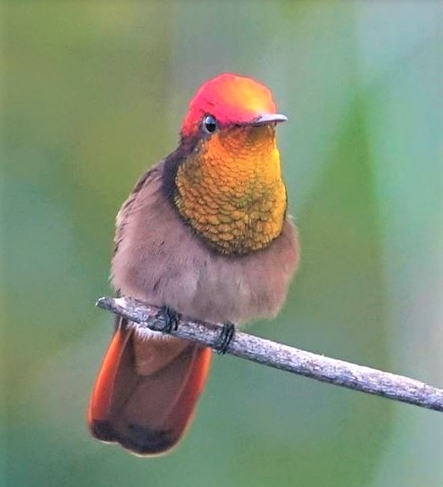Aruba