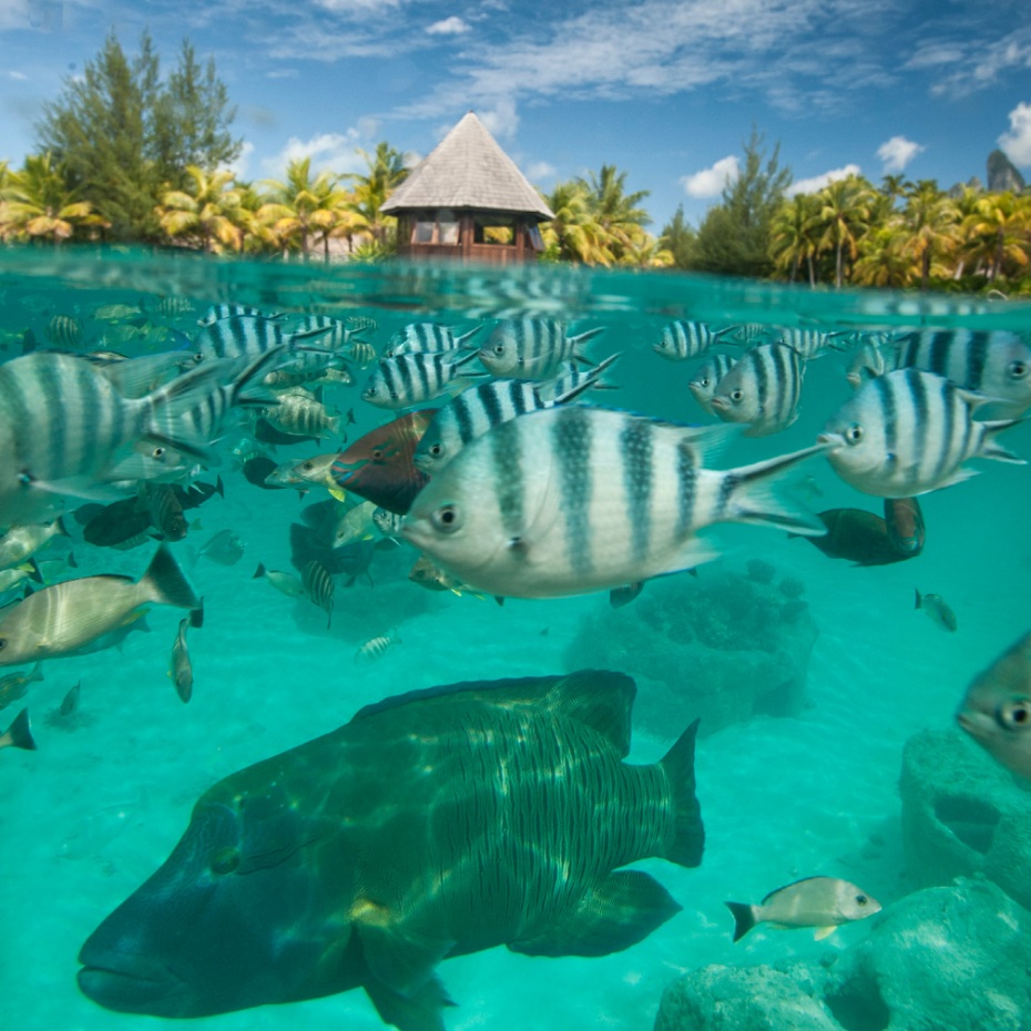 Bora Bora Vacation