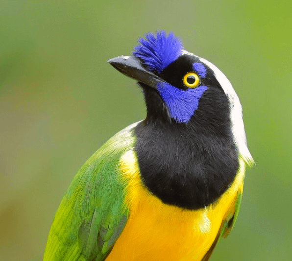 Cancun Mexico Vacation, Greenjay bird