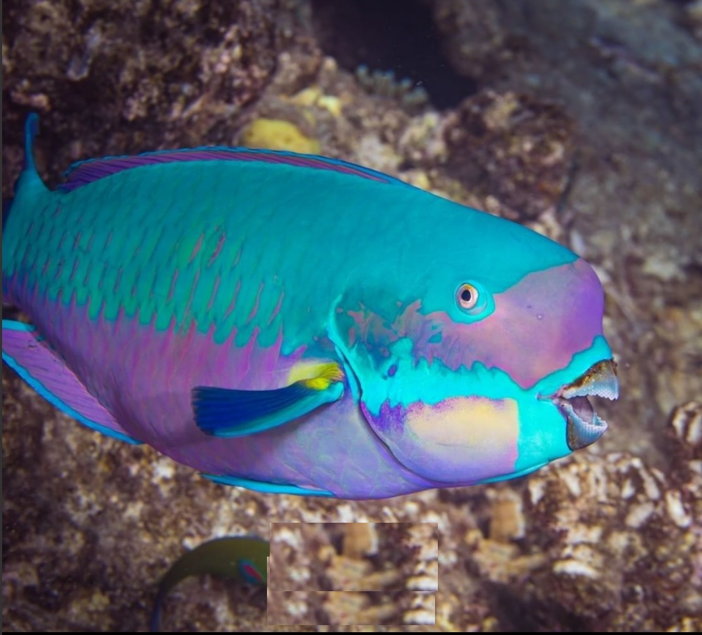 Cayman Islands Vacations