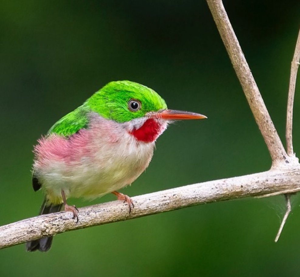 Dominican Republic Vacation