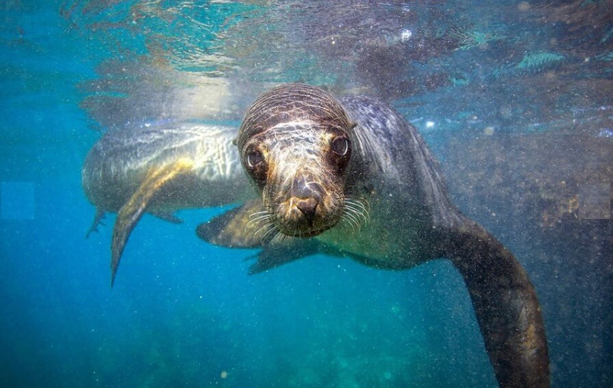 Cruise to Galapagos