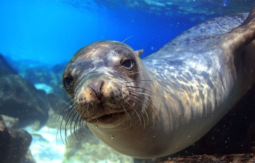 Cruise To Galapagos