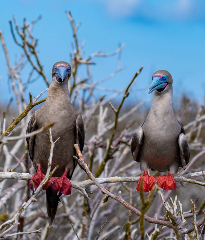 Cruise to the Galapagos
