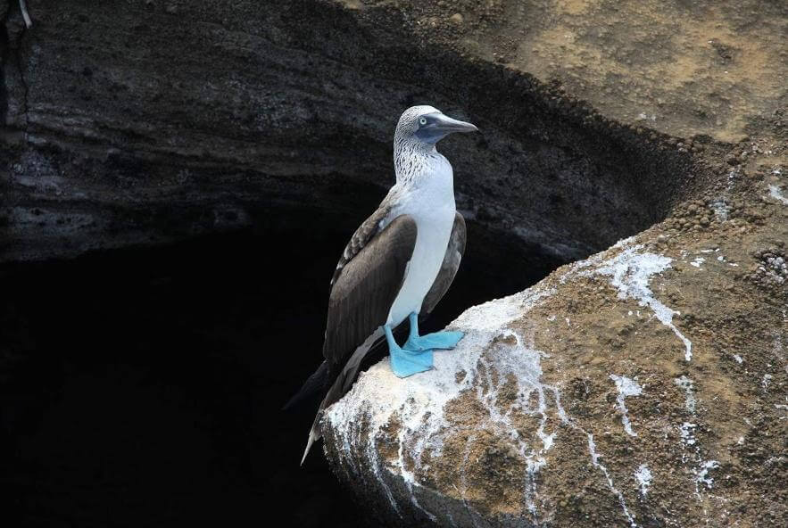 Cruise to Galapagos