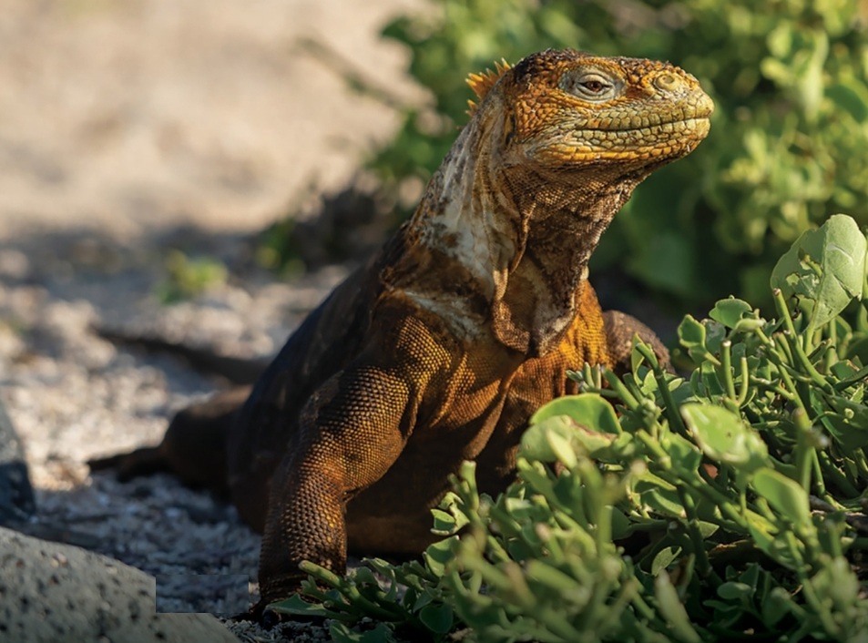 Galapagos Cruises