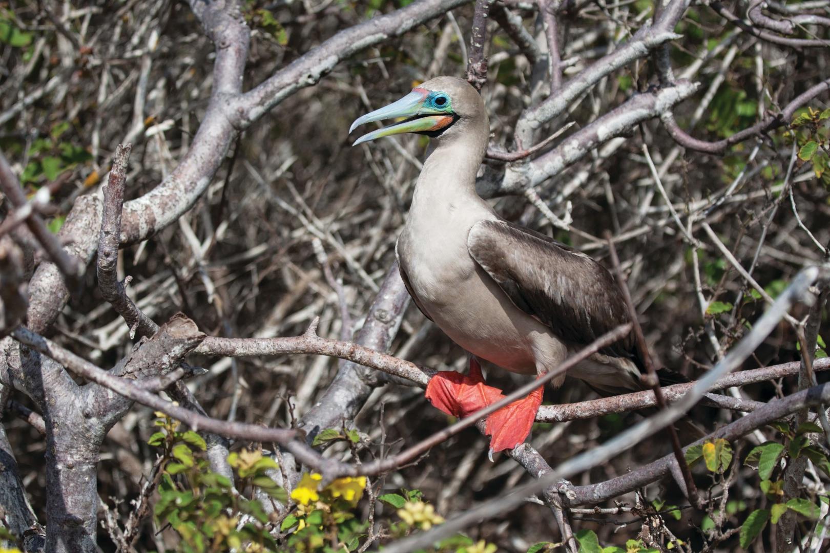 Cruise To Galapagos