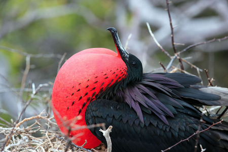 Cruise To Galapagos