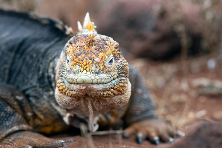 Cruise To Galapagos