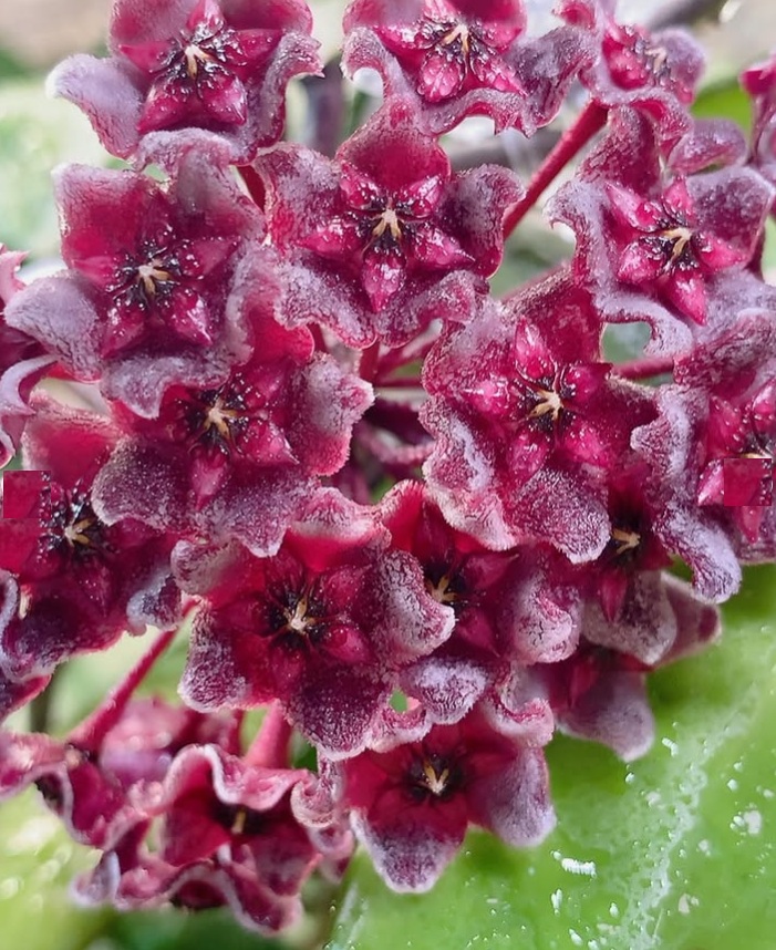 Big Island Hawaii Vacation