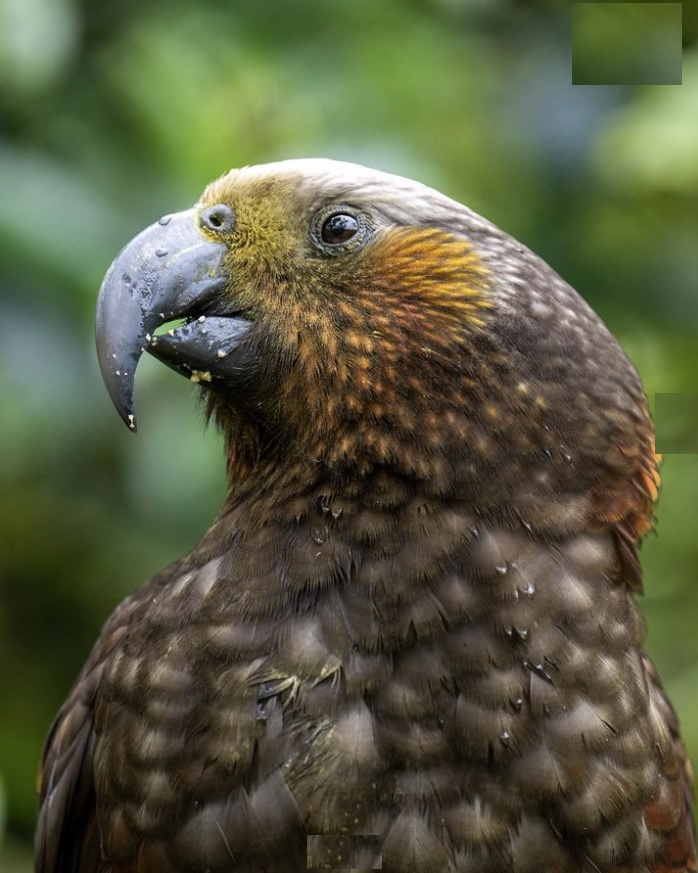 New Zealand Vacation