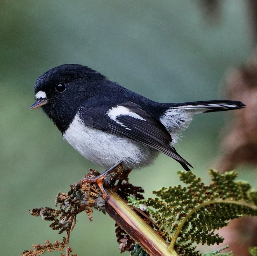 New Zealand Vacation