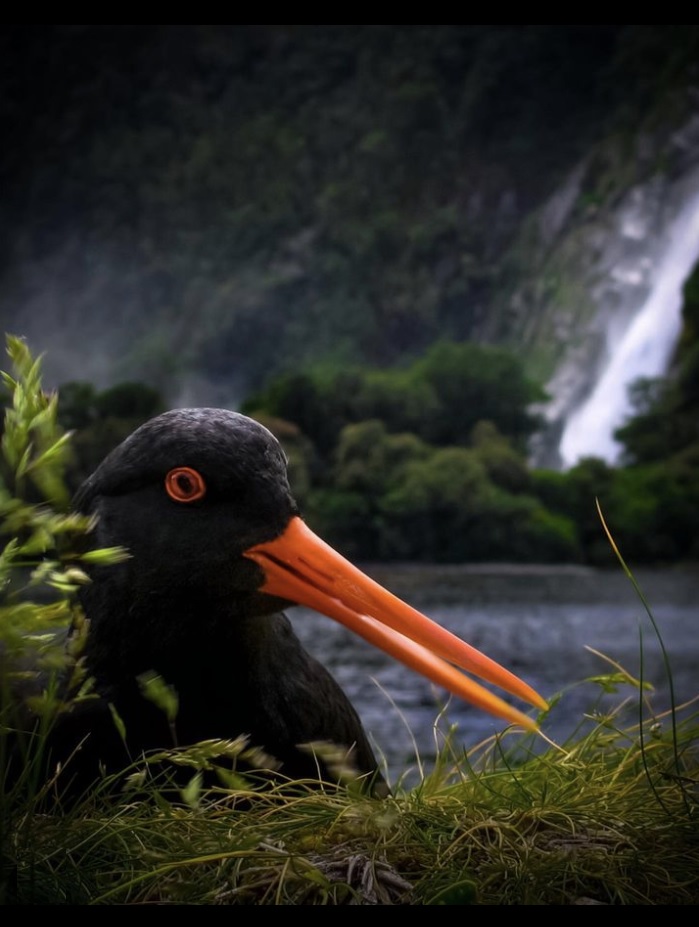 New Zealand Vacation