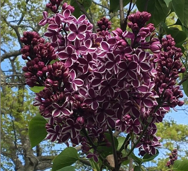 St Thomas U.S Virgin Islands Vacation,